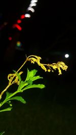 Close-up of yellow leaf against black background