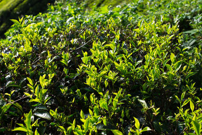 Full frame shot of plants growing on field