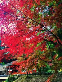 Low angle view of maple tree against sky