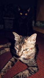 Close-up portrait of cat sitting