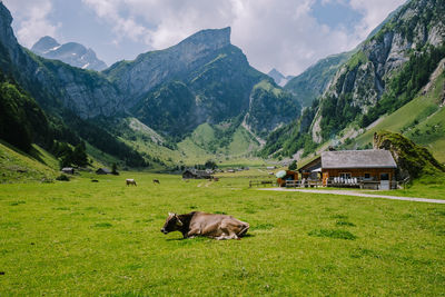 View of a sheep on landscape