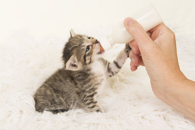 Close-up of woman hand holding cat at home