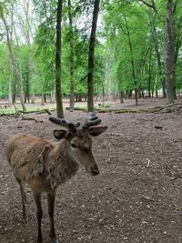 Deer in a forest