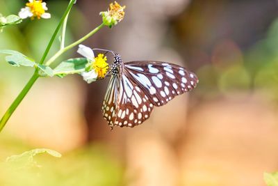 Close-up of butterfly pollinating on flower