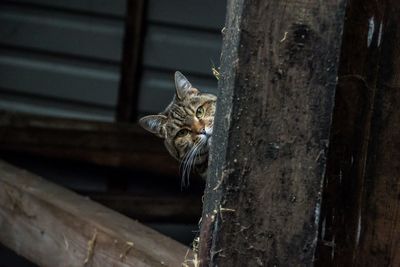 Cat relaxing on tree trunk