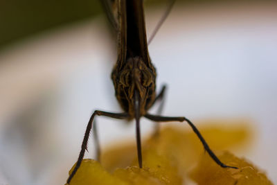 Close-up of insect on table