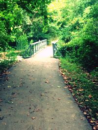 Empty footpath along trees