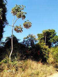 Low angle view of trees on field against clear sky