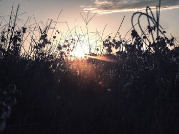 Plants growing on field against sky during sunset