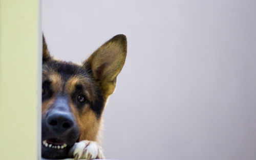 Close-up portrait of dog