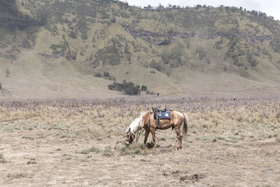 A brown horse at the savvanah of bromo mountain