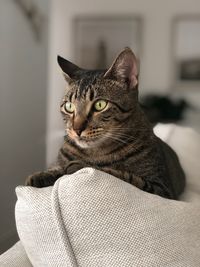 Cat looking away while sitting on sofa at home