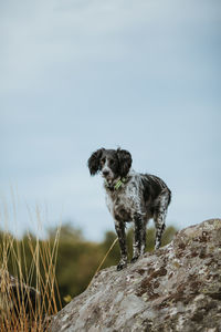 Dog standing on rock