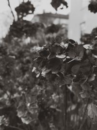 Close-up of rose plant