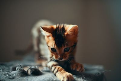 Portrait of kitten on bed