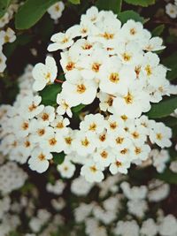 Close-up of white flowers