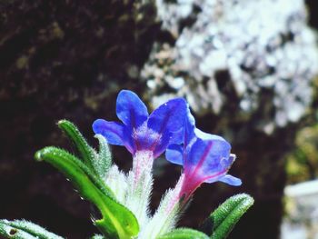 Close-up of purple flowers