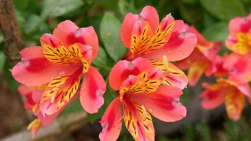 Close-up of pink flowering plant