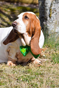 Dog on field