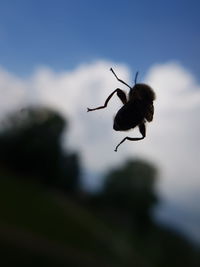 Close-up of insect on flower against sky