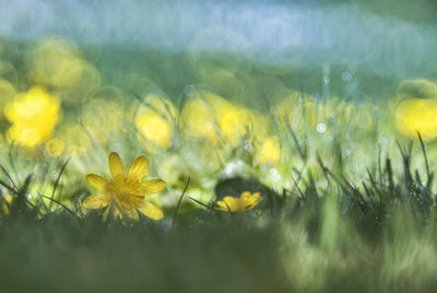 Close-up of yellow flowering plant on field