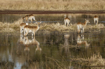 View of deer drinking water in lake