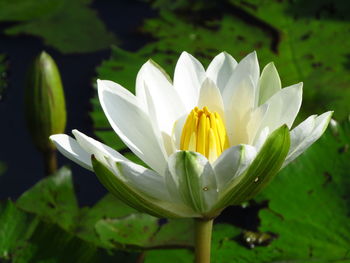 Close-up of white water lily