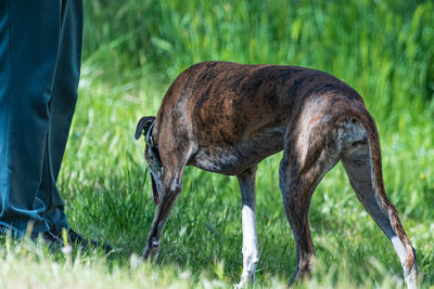 Side view of dog on field