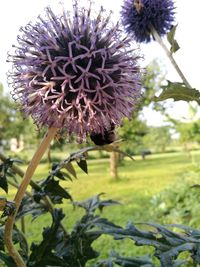 Close-up of thistle blooming outdoors