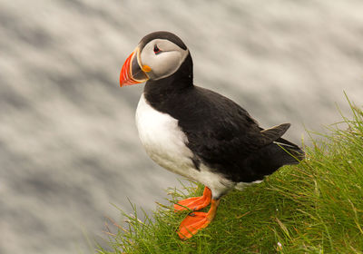 Side view of a bird on grass