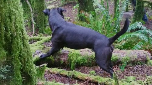 Dog on field against trees