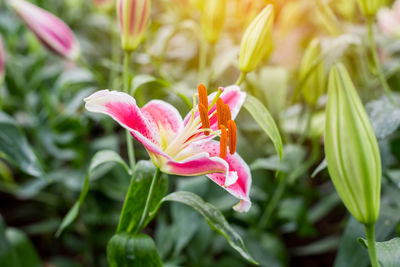 Close-up of pink lily blooming outdoors