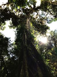 Low angle view of trees against sky