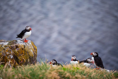 Birds perching on field against lake