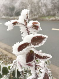 Close-up of frozen plant