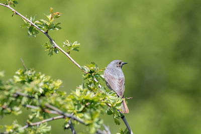 Close-up of bird perching on plant