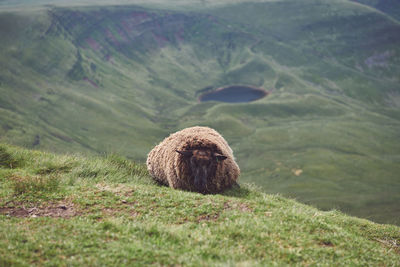 View of an animal on landscape