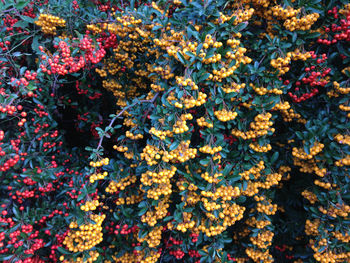 Full frame shot of plants