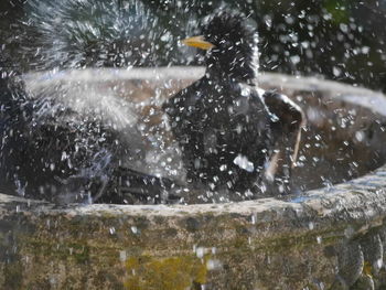 Water splashing in a fountain