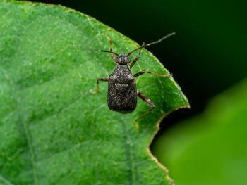 Close-up of insect on leaf