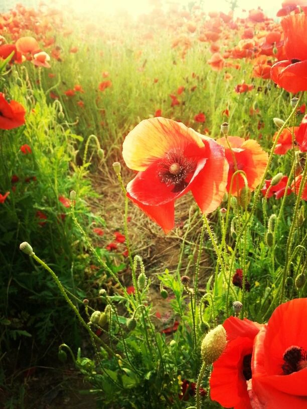 flower, red, growth, freshness, poppy, plant, fragility, field, petal, beauty in nature, flower head, grass, nature, orange color, blooming, green color, high angle view, outdoors, no people, one animal