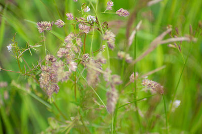 Close-up of flowering plants on land