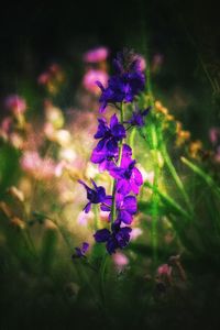 Close-up of purple flowers