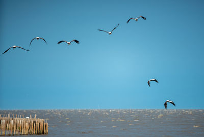 Seagulls flying over sea against clear sky