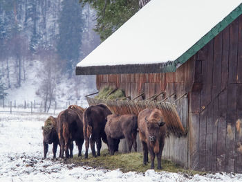 Horses on field