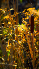 Close-up of yellow flowers on field