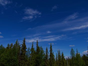 Low angle view of trees against sky