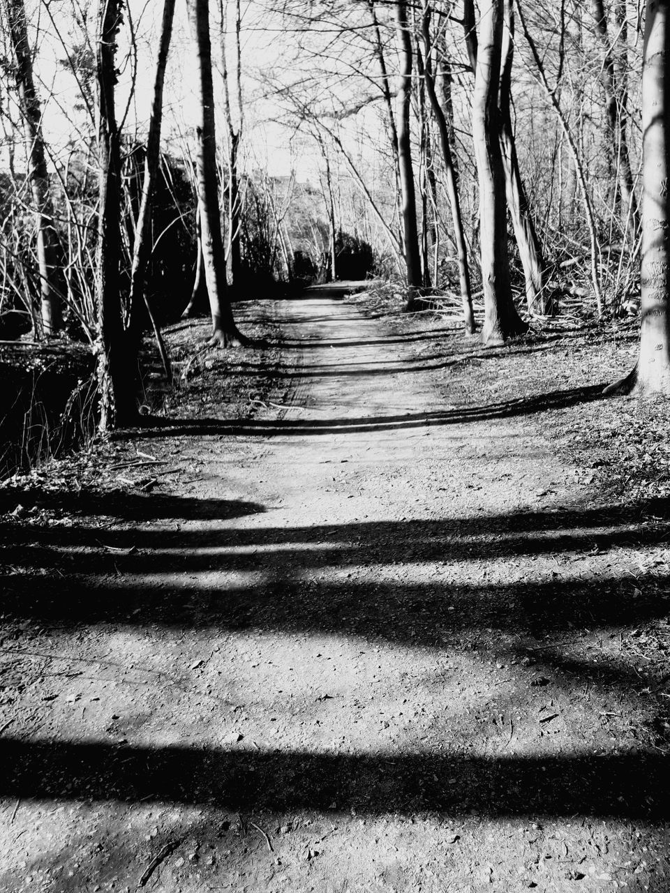 tree, tree trunk, shadow, forest, nature, tranquility, bare tree, sunlight, branch, day, no people, tranquil scene, outdoors, autumn, beauty in nature