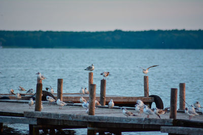 Birds on sea against sky