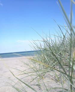 Plants growing on beach against clear blue sky